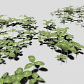 Green Clover Shaped Leaf Seedlings Densely Growing With Shadows On Gray Background 3d model