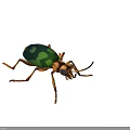 Green and Black Patterned Beetle With Brown Legs and Detailed Body