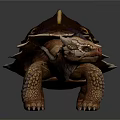 Reptile Tortoise With Unique Shell Yellow Stripes Horned Head And Sturdy Limbs