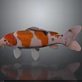 Vibrant Koi Fish With Red White Patterns And Black Spots On Dark Surface With Reflection 3d model