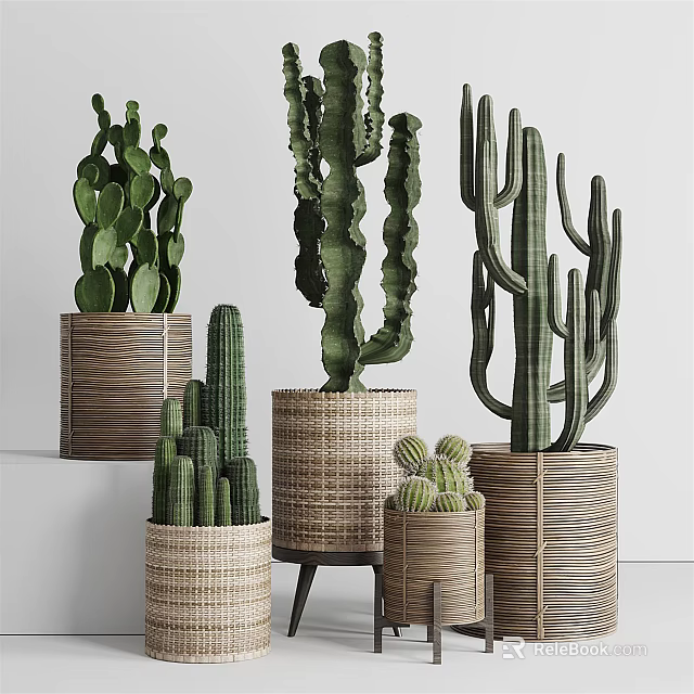 Potted Cactus Plants In Woven Baskets Various Sizes For Home Decor 3d model 