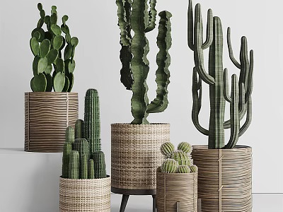 Potted Cactus Plants In Woven Baskets Various Sizes For Home Decor 3d model