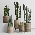 Potted Cactus Plants In Woven Baskets Various Sizes For Home Decor