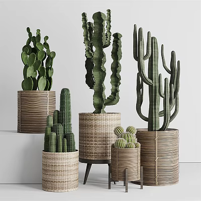 Potted Cactus Plants In Woven Baskets Various Sizes For Home Decor 3d model
