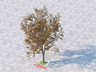Half Crowned Arbor With Yellowish Brown Leaves On Gray Paved Ground And Person Beside 3d model