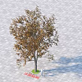 Half Crowned Arbor With Yellowish Brown Leaves On Gray Paved Ground And Person Beside