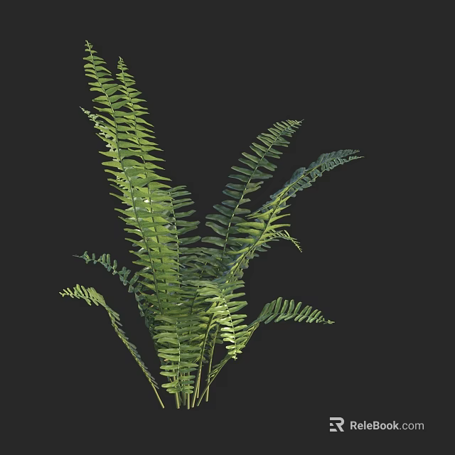 Lush Green Fern Plant With Vibrant Leaves Against Dark Black Background 3d model 