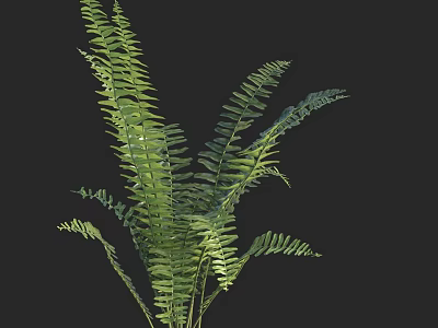 Lush Green Fern Plant With Vibrant Leaves Against Dark Black Background 3d model