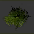 3D Rendered Green Fern Plant Showcasing Lush Feathery Leaves And Vibrant Foliage
