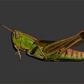 Green and Brown Grasshopper With Long Legs Wings And Reflection On Black Background