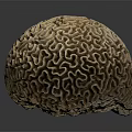 Tan Brain Coral With Intricate Patterns And Detailed Texture On Dark Background