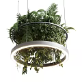 Illuminated Circular Chandelier Filled With Lush Green Ferns And Hanging Plants