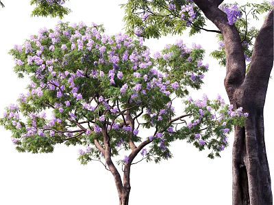 Vibrant Arbor with Purple Blossoms Lush Green Foliage and Strong Trunk 3d model