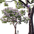 Vibrant Arbor with Purple Blossoms Lush Green Foliage and Strong Trunk