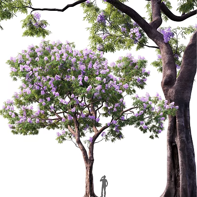 Vibrant Arbor with Purple Blossoms Lush Green Foliage and Strong Trunk 3d model
