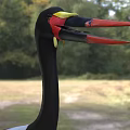 Marabou Stork Black And White Plumage Long Red Beak Outstretched Wings On Grassy Field
