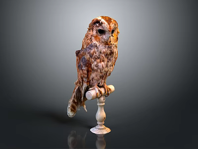Brown and White Owl Perched on White Pedestal Against Gray Background 3d model