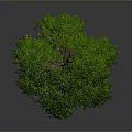 Lush Green Tree With Dense Foliage Brown Trunk And Gray Background