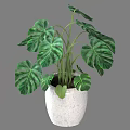 Green Monstera Potted Plant With Large Textured Leaves In White Ceramic Pot