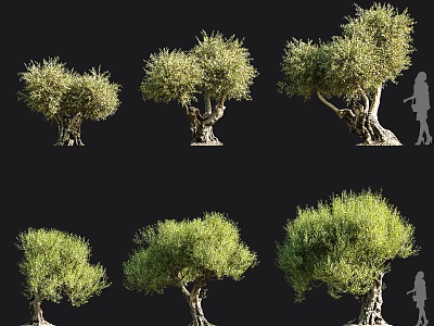 Various Mature Olive Trees With Dense Canopies And Thick Trunks For Landscape Design 3d model