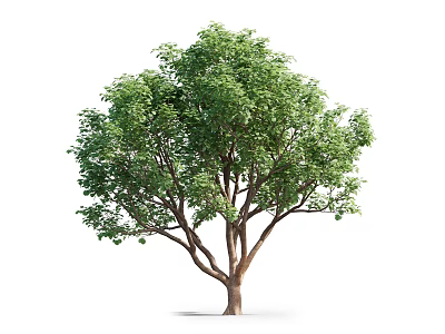 Lush Green Arbor Tree With Strong Trunk And Dense Foliage 3d model