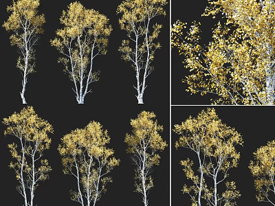 Autumn Trees With White Trunks And Yellow Leaves In Multiple Views 3d model
