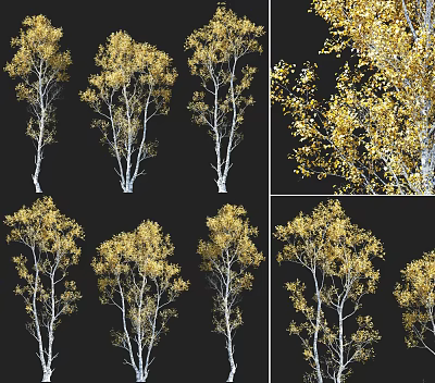 Autumn Trees With White Trunks And Yellow Leaves In Multiple Views 3d model