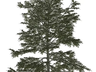 Tall Arbor With Lush Green Foliage And Thick Trunk In Natural Landscape 3d model