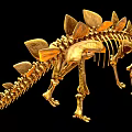 Golden Dinosaur Skeletal Organ Structure With Detailed Bone Features On Black Background