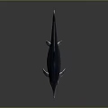 Spotting Dolphin Cartoon Dolphin Animation Dolphin Animation Dolphin Animation Character Game Character 3d model