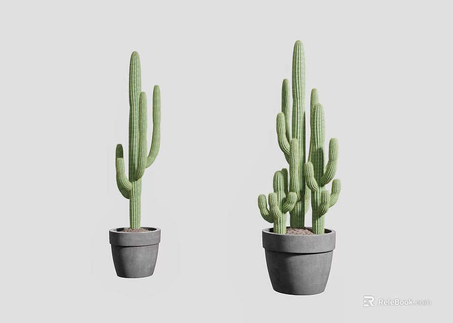 Two Minimalist Potted Cactus Plants In Gray Ceramic Pots On Light Background 3d model 