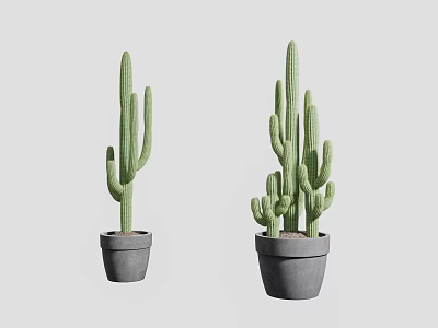 Two Minimalist Potted Cactus Plants In Gray Ceramic Pots On Light Background 3d model