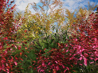 Vibrant Red And Yellow Shrubs In Garden With Blue Sky And Green Foliage 3d model