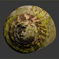 Aquatic Animal Shell Featuring Yellow Green Brown Patterns And Black Encrustations 3d model