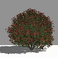 Lush Round Shrub With Red And Green Leaves Against White Background