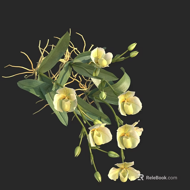 Blooming Yellow Orchid Flowers With Green Leaves And Fresh Buds 3d model 