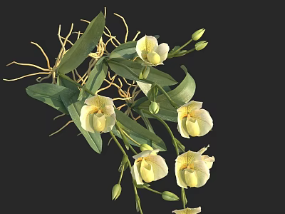 Blooming Yellow Orchid Flowers With Green Leaves And Fresh Buds 3d model