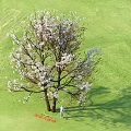 Blooming Arbor in Spring Park With Green Grassland People And Guide Sign Nearby