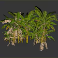 Banana Trees With Lush Green Leaves And Sturdy Trunks In Tropical Garden