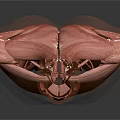 Human Torso Muscle Anatomy Model Showing Detailed Neck Chest Abdomen Muscular Structure