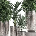 Bonsai Potted Plants in Silver Textured Pots with Green Foliage for Indoor Decoration