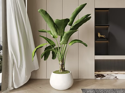 Large Leaf Potted Plant in White Round Pot with Wooden Wall and Side Shelf Decor 3d model
