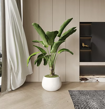 Large Leaf Potted Plant in White Round Pot with Wooden Wall and Side Shelf Decor 3d model