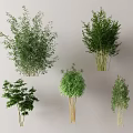 Various Bamboo Plants With Different Heights And Leaf Shapes For Garden Decor