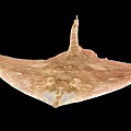 Pinkish Spotted Aquatic Animal Stingray With Diamond Shaped Body And Long Tail
