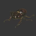 Modern Beetle Insect 3d model