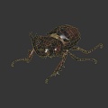 Modern Beetle Beetle Insect 3d model