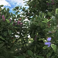 Lush Green Shrubs With Vibrant Purple Flowers And Sunlit Foliage In Garden