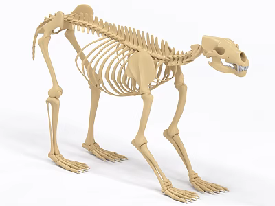 Detailed Animal Skeleton Model In Standing Pose With Complete Bone Structure 3d model
