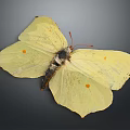 Bright Yellow Butterfly With Orange Spots On Spread Delicate Wings Displayed Clearly
